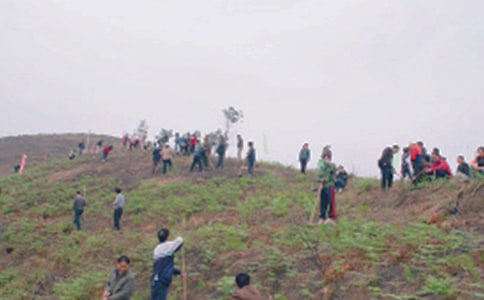 有關(guān)小學生掃墓日記集合十篇