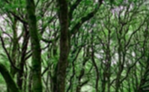 2021森林防火應(yīng)急預(yù)案范文(通用5篇)