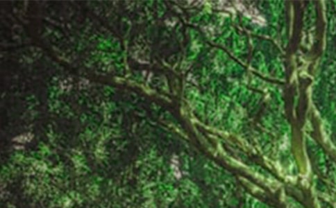 創(chuàng)建森林城市征文(精選15篇)