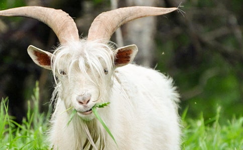 黑山羊的養(yǎng)殖技術(shù)