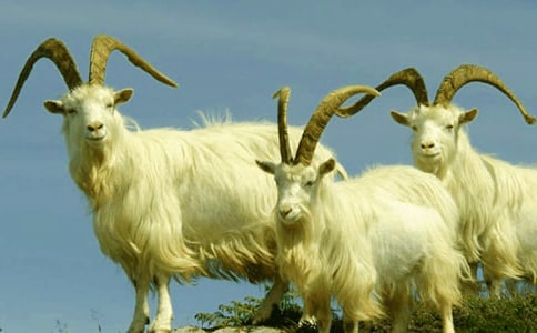 山羊的飼養(yǎng)方式
