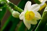 關(guān)于水仙的觀察日記精選