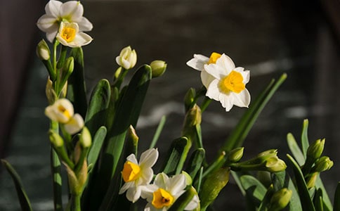 觀察水仙日記大全