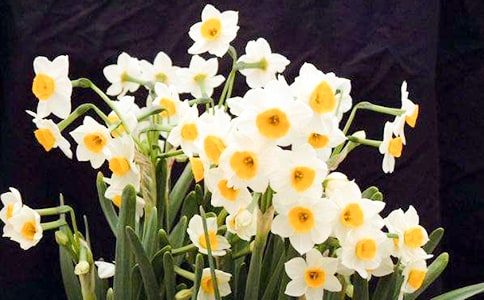 水仙花觀察日記500字