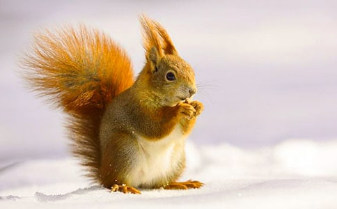 《小松鼠找花生》小學(xué)教學(xué)反思