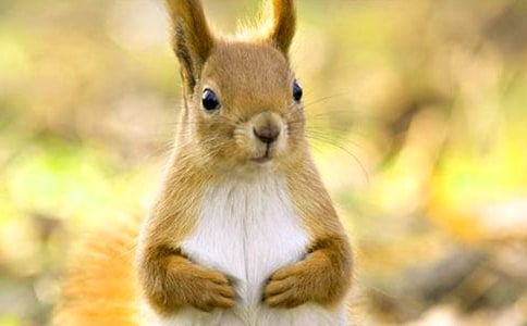 松鼠和松果教學反思