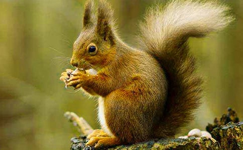 室內(nèi)拓展游戲松鼠抱