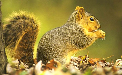 小松鼠找花生說課稿