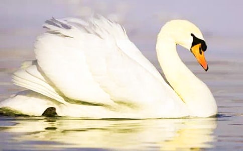 家鄉(xiāng)的天鵝湖小學(xué)作文