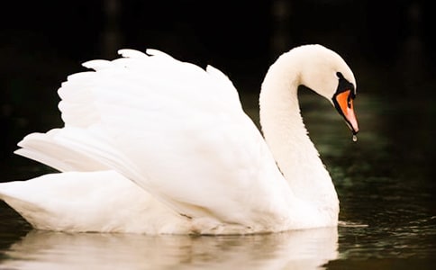 天鵝湖公園導(dǎo)游詞