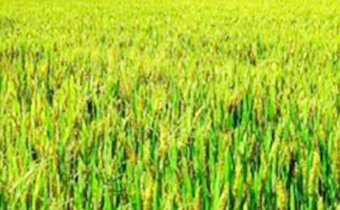 《田野上的白發(fā)》閱讀答案