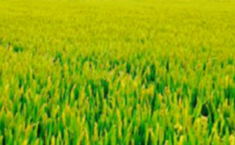 田野的作文通用15篇