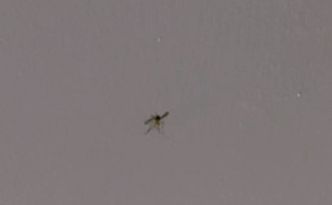 打蚊子的作文300字3篇