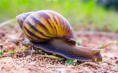 水蝸牛觀察日記(精選7篇)