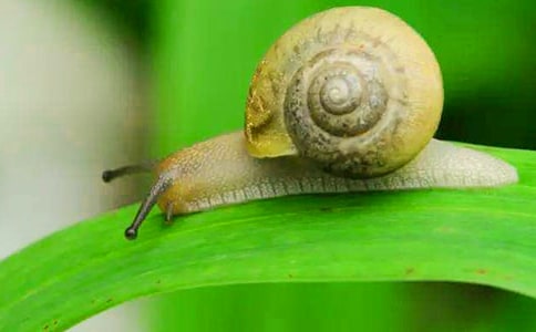 蝸牛觀察日記八則