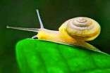蝸牛觀察日記15篇
