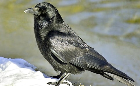 勵志故事:烏鴉的聲音