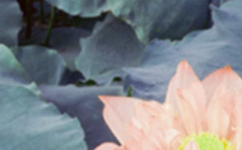 夏至已至的問候語(精選110句)