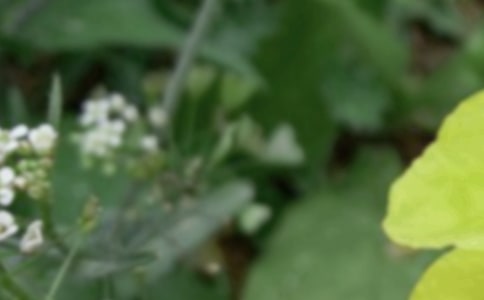 夏至未至岑寧兒《追光者》歌詞