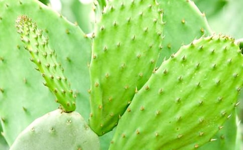 仙人掌觀察日記(通用15篇)