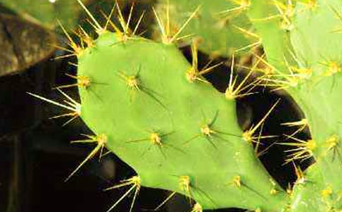 堅強(qiáng)的仙人掌作文400字七篇