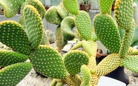 觀察日記植物仙人掌(通用35篇)