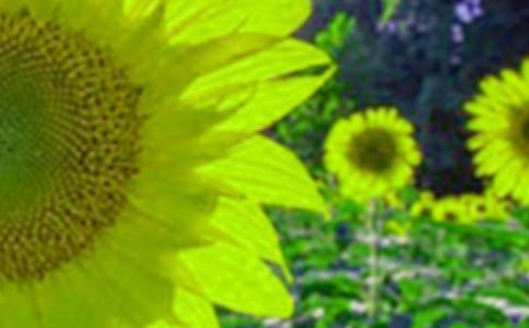 向日葵觀察日記(精選21篇)