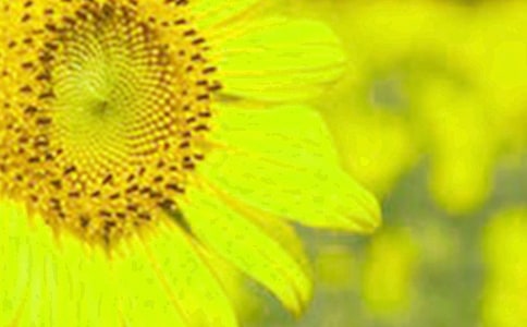 向日葵的觀察日記6篇