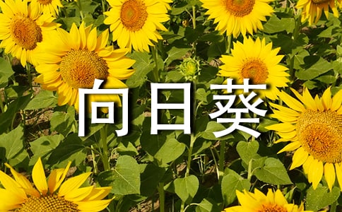 向日葵日記作文(精選26篇)