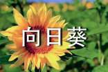 向日葵觀察日記