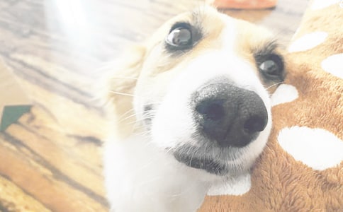 觀察小狗日記(精選15篇)