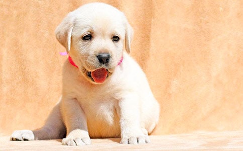 小狗觀察日記(精選45篇)