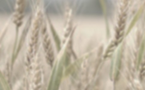 微肥對不同筋型春小麥產(chǎn)量的影響