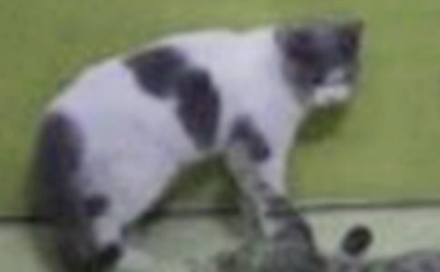 小貓咪觀察日記