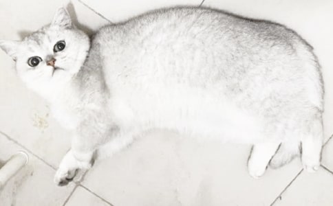 關(guān)于小貓觀察日記匯總六篇