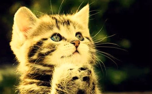 觀察小貓的作文300字