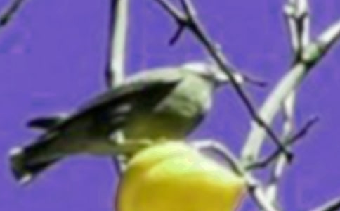 救小鳥(niǎo)作文(合集15篇)