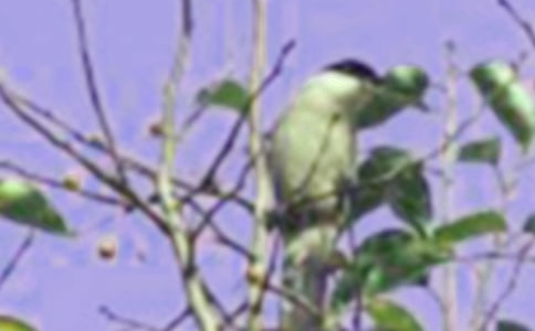 【精選】受傷的小鳥作文4篇