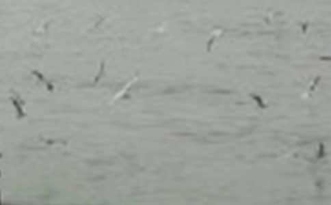 觀察日記可愛的小鳥