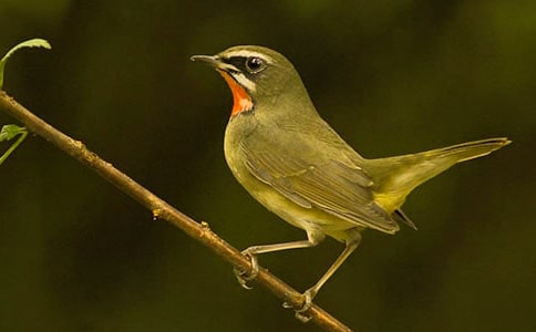 一只小鳥(niǎo)小學(xué)作文