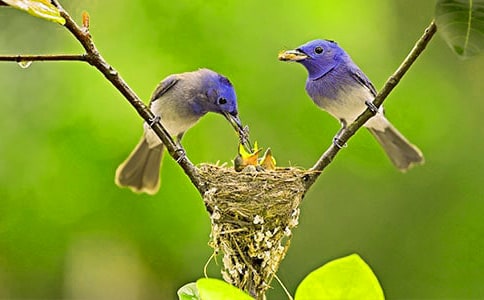 如果我是一只小鳥小學(xué)作文