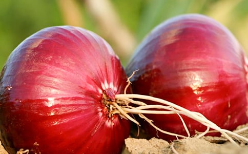 淺談無(wú)公害洋蔥高產(chǎn)栽培技術(shù)