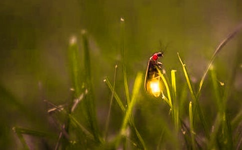 有關(guān)螢火蟲的歇后語