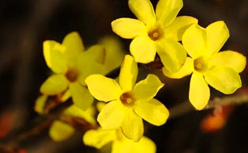 迎春花觀察日記