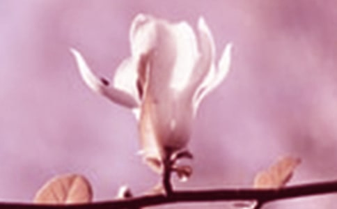 玉蘭花觀察日記(精選20篇)