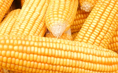 玉米和玉米須的藥用價值有哪些
