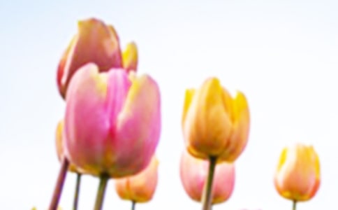 郁金香觀察日記3篇