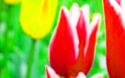 家里的郁金香觀察日記怎么寫(xiě)范文