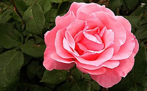 月季的藥用價值