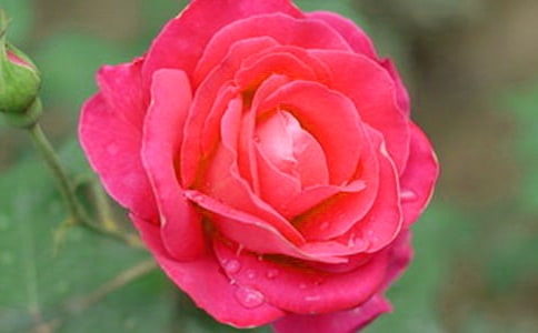 觀察日記月季花